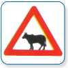 Cattle
